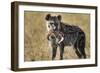 Hyena, Moremi Game Reserve, Botswana-Paul Souders-Framed Photographic Print