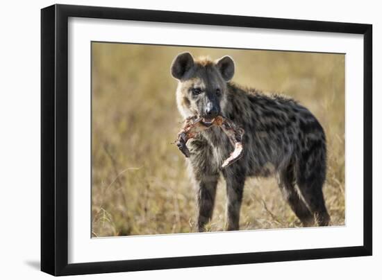 Hyena, Moremi Game Reserve, Botswana-Paul Souders-Framed Photographic Print