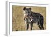 Hyena, Moremi Game Reserve, Botswana-Paul Souders-Framed Photographic Print