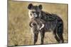 Hyena, Moremi Game Reserve, Botswana-Paul Souders-Mounted Photographic Print