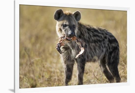 Hyena, Moremi Game Reserve, Botswana-Paul Souders-Framed Photographic Print