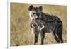 Hyena, Moremi Game Reserve, Botswana-Paul Souders-Framed Photographic Print