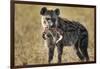 Hyena, Moremi Game Reserve, Botswana-Paul Souders-Framed Photographic Print