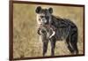 Hyena, Moremi Game Reserve, Botswana-Paul Souders-Framed Photographic Print