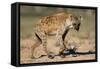 Hyena Walking in Morning Sun-null-Framed Stretched Canvas