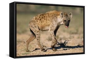 Hyena Walking in Morning Sun-null-Framed Stretched Canvas