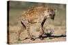 Hyena Walking in Morning Sun-null-Stretched Canvas
