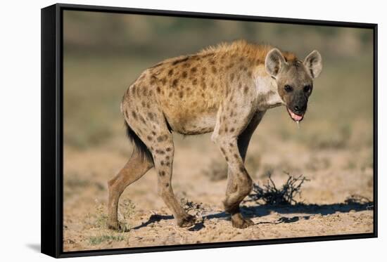 Hyena Walking in Morning Sun-null-Framed Stretched Canvas