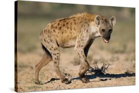 Hyena Walking in Morning Sun-null-Stretched Canvas