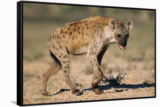 Hyena Walking in Morning Sun-null-Framed Stretched Canvas