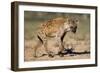 Hyena Walking in Morning Sun-null-Framed Photographic Print