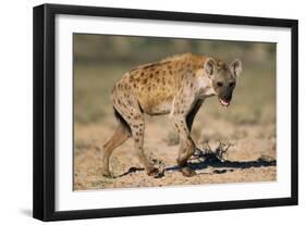 Hyena Walking in Morning Sun-null-Framed Photographic Print