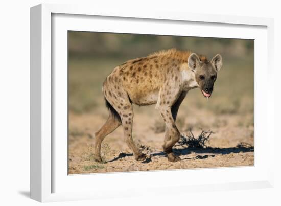 Hyena Walking in Morning Sun-null-Framed Photographic Print