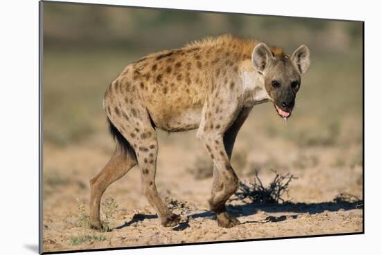 Hyena Walking in Morning Sun-null-Mounted Photographic Print