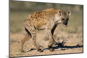 Hyena Walking in Morning Sun-null-Mounted Photographic Print