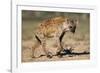 Hyena Walking in Morning Sun-null-Framed Photographic Print