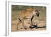 Hyena Walking in Morning Sun-null-Framed Photographic Print