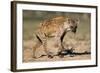 Hyena Walking in Morning Sun-null-Framed Photographic Print