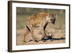 Hyena Walking in Morning Sun-null-Framed Photographic Print