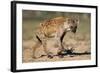 Hyena Walking in Morning Sun-null-Framed Photographic Print