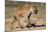 Hyena Walking in Morning Sun-null-Mounted Photographic Print