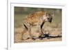 Hyena Walking in Morning Sun-null-Framed Photographic Print