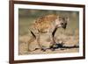 Hyena Walking in Morning Sun-null-Framed Photographic Print