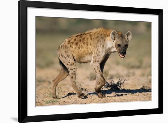 Hyena Walking in Morning Sun-null-Framed Photographic Print