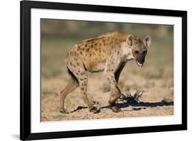 Hyena Walking in Morning Sun-null-Framed Photographic Print