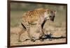 Hyena Walking in Morning Sun-null-Framed Photographic Print