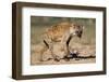 Hyena Walking in Morning Sun-null-Framed Photographic Print