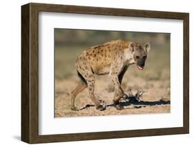 Hyena Walking in Morning Sun-null-Framed Photographic Print