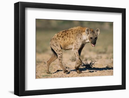 Hyena Walking in Morning Sun-null-Framed Photographic Print