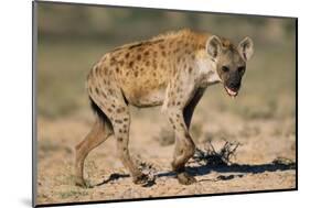 Hyena Walking in Morning Sun-null-Mounted Photographic Print