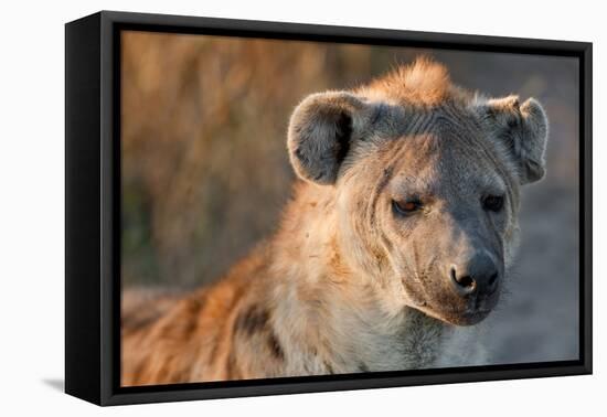 Hyena-Howard Ruby-Framed Stretched Canvas