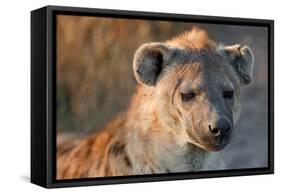 Hyena-Howard Ruby-Framed Stretched Canvas