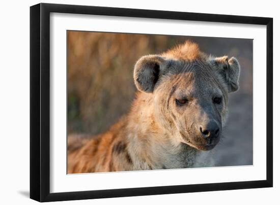 Hyena-Howard Ruby-Framed Premium Photographic Print