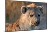 Hyena-Howard Ruby-Mounted Premium Photographic Print