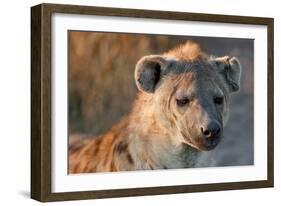 Hyena-Howard Ruby-Framed Photographic Print