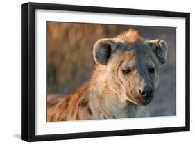 Hyena-Howard Ruby-Framed Photographic Print