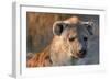 Hyena-Howard Ruby-Framed Photographic Print