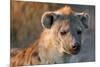 Hyena-Howard Ruby-Mounted Photographic Print