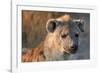 Hyena-Howard Ruby-Framed Photographic Print