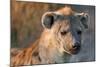 Hyena-Howard Ruby-Mounted Photographic Print