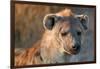 Hyena-Howard Ruby-Framed Photographic Print