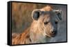 Hyena-Howard Ruby-Framed Stretched Canvas