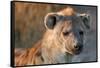 Hyena-Howard Ruby-Framed Stretched Canvas
