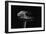 Hygrocybe Olivaceonigra (Waxcap)-Paul Starosta-Framed Photographic Print
