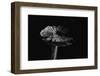 Hygrocybe Olivaceonigra (Waxcap)-Paul Starosta-Framed Photographic Print