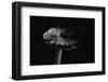 Hygrocybe Olivaceonigra (Waxcap)-Paul Starosta-Framed Photographic Print